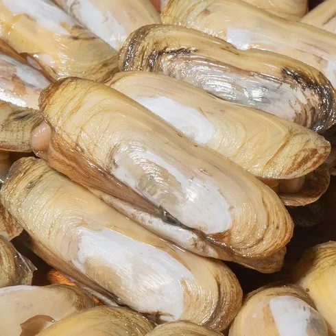 강력추천 대맛조개 베스트8