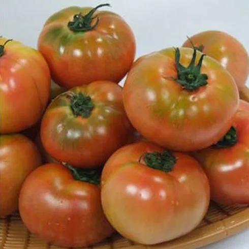 강력추천 스마트팜 토마토 5kg 베스트상품