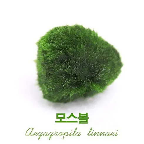강력추천 모스볼 베스트8