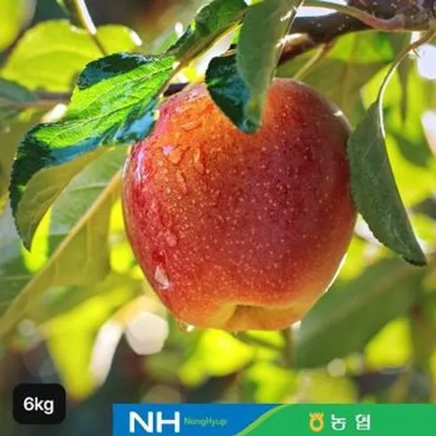 2024년 최고의 알뜰 못난이 보조개 초록사과 3kg 추천상품