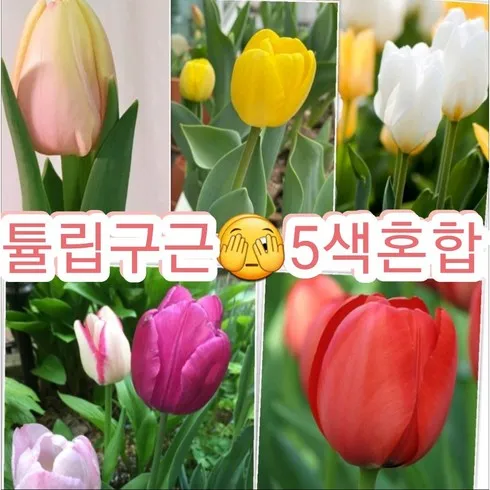 2024년 최고의 튤립구근 추천상품